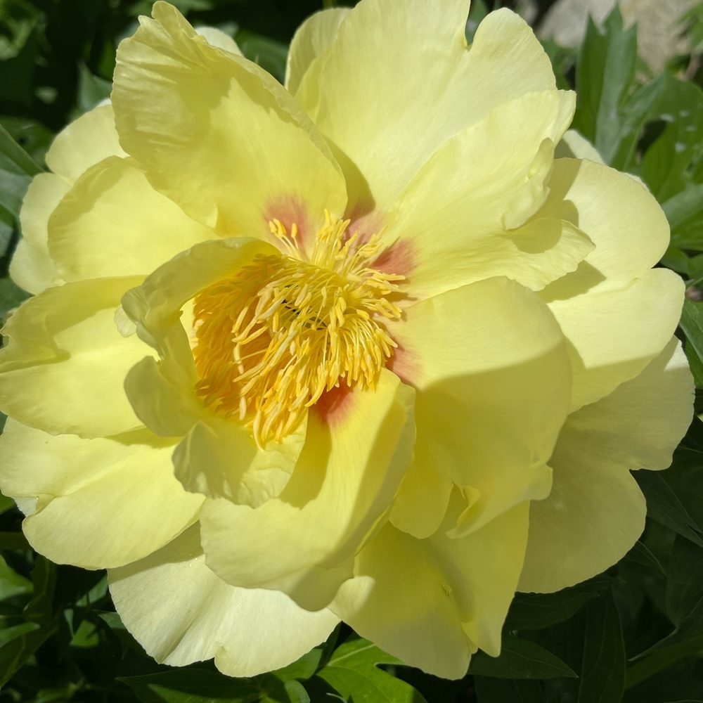 Meet your Posher, Ahlam